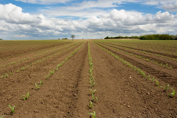 Tavasszal Kukoricaföldek Vidéki Tájképe — Stock Fotó