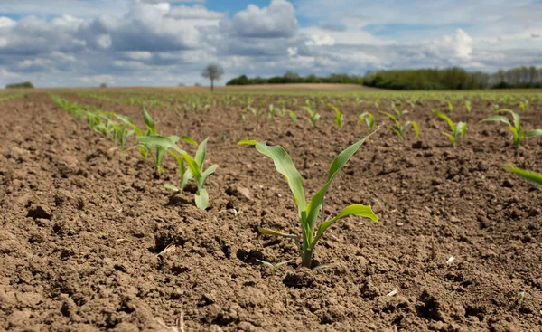 Nahaufnahme Von Maiskeimen Feld Mit Blauem Himmel Und Weißen Wolken — Stockfoto