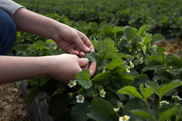 Κοντινό Πλάνο Των Χεριών Του Γεωργού Που Κρατούν Φύλλα Φράουλας — Φωτογραφία Αρχείου