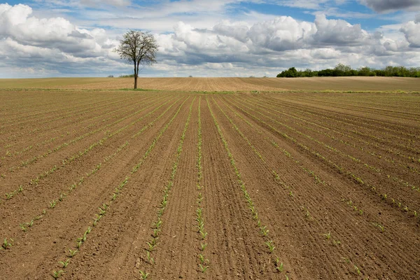 Die Ländliche Landschaft Des Maisfeldes Frühling — Stockfoto