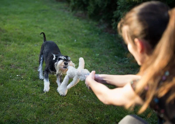 在后院里的草坪上 可爱的迷你雪纳瑞把他的玩具从女孩的手里拉了出来 狗和主人玩最喜欢的游戏 — 图库照片
