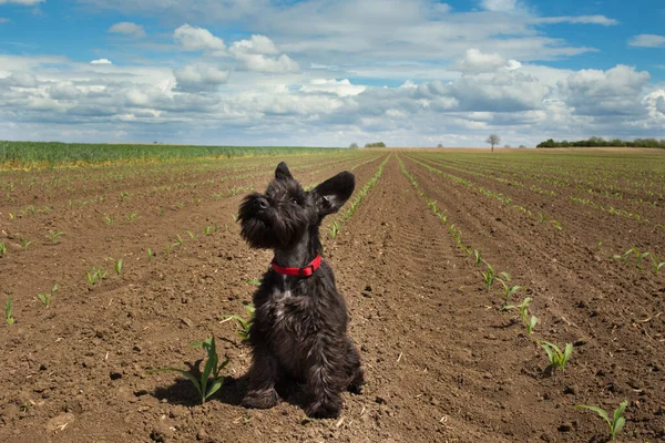 春にトウモロコシ畑の地面に座ってかわいいミニチュアシュノーザー子犬 背景に青い空と雲 — ストック写真