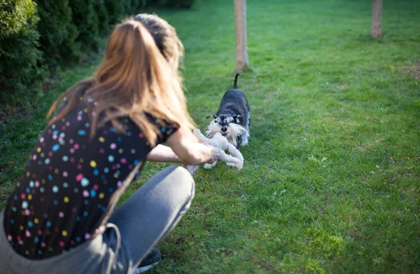 Niedlicher Zwergschnauzer Zieht Mädchen Auf Dem Rasen Hinterhof Sein Spielzeug — Stockfoto