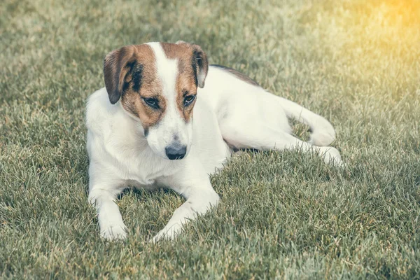 芝生で休んで犬 — ストック写真