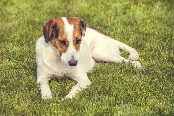 Hond rust op het gazon 5 — Stockfoto