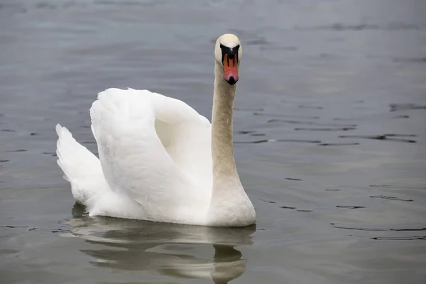 Mute swan pózuje — Stock fotografie