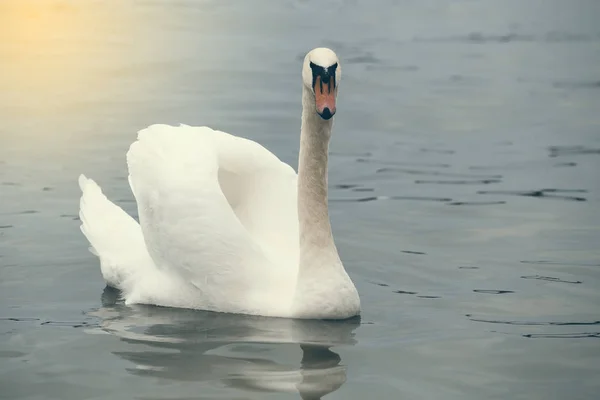 Knölsvan poserar 2 — Stockfoto