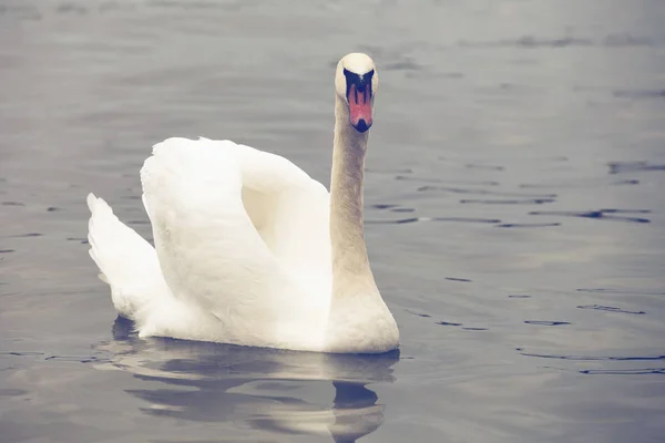 Cigno muto posa 3 — Foto Stock