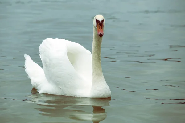 Mute swan 4 poz — Stok fotoğraf