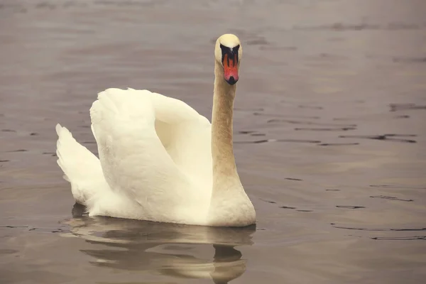 Knobbelzwaan poseren 5 — Stockfoto