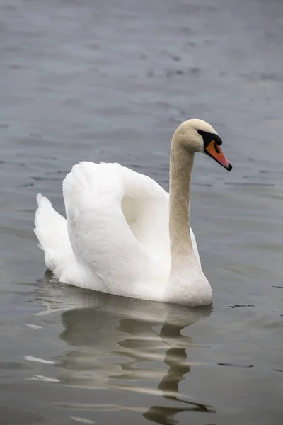 Swan med spridning vingar — Stockfoto