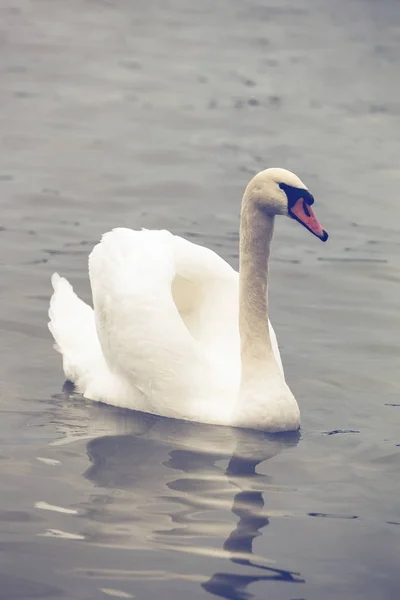 Swan with spread wings 3 — Stock Photo, Image