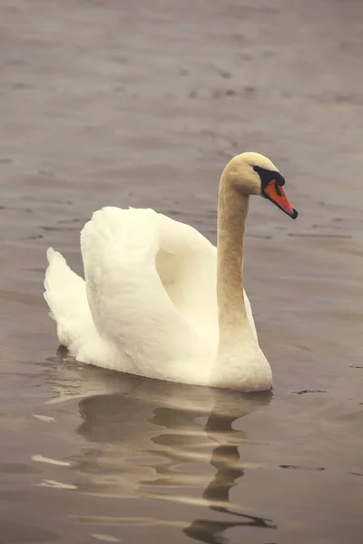 Cigno con ali spiegate 5 — Foto Stock