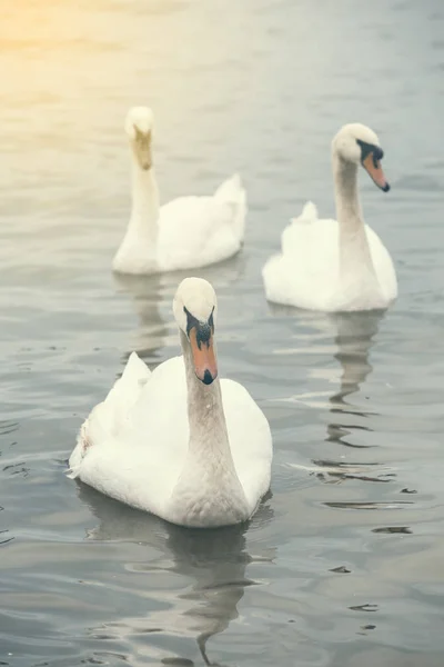 Tre cigni 2 — Foto Stock