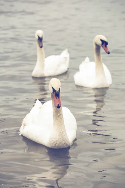 Tři labutě 3 — Stock fotografie