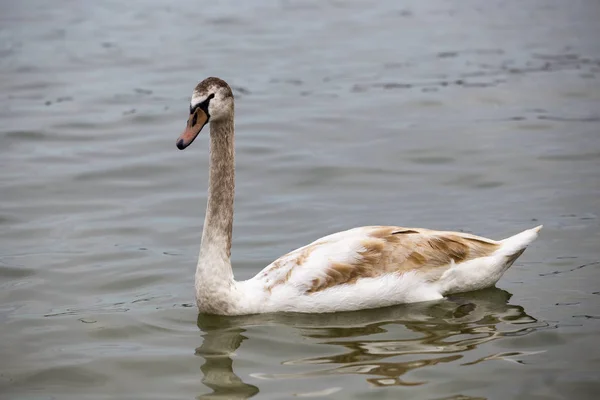 Ung mute swan poserar — Stockfoto