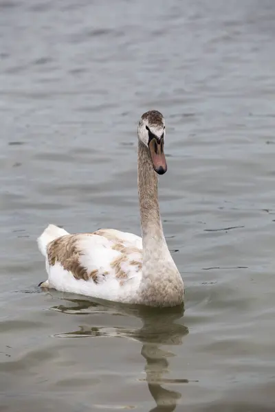 Mladí swanin Dunaj — Stock fotografie