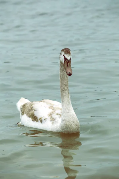 Cisne jovem 4 — Fotografia de Stock