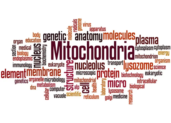 Mitocôndria, conceito de nuvem de palavras 2 — Fotografia de Stock