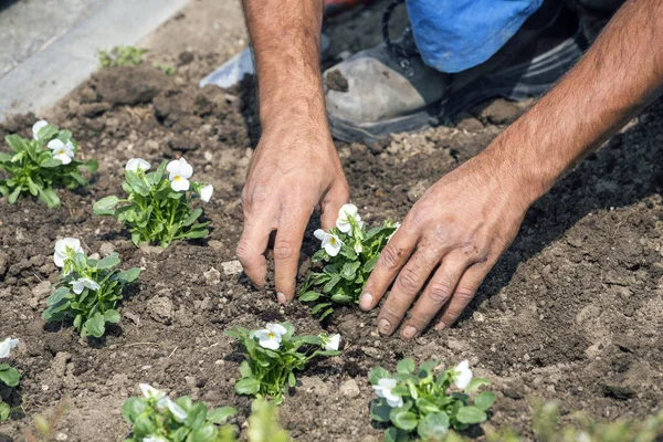 Piantare piante da fiore nel parco cittadino — Foto Stock