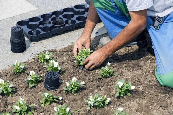 Trabalhador mãos plantando flores — Fotografia de Stock