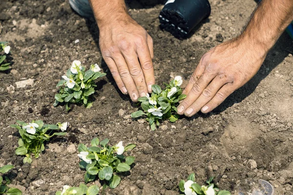Zahradník ruce, pěstování květin — Stock fotografie