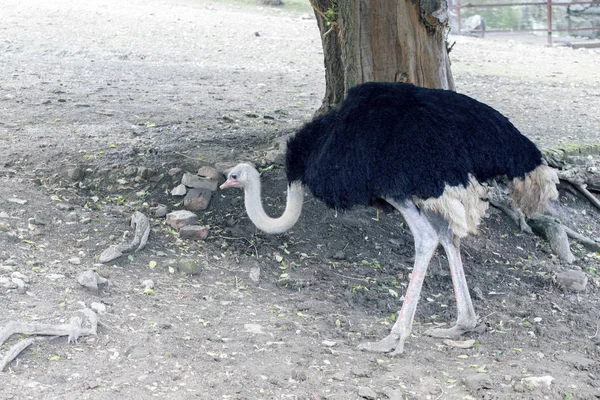 Afrického pštrosa chůzi — Stock fotografie
