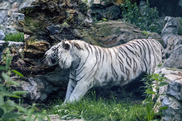 Bengala Tigre alongamento — Fotografia de Stock