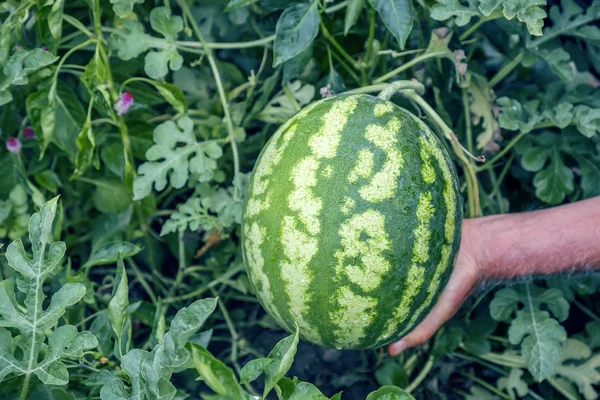 Jordbrukare som innehar ekologisk vattenmelon med regndroppar — Stockfoto