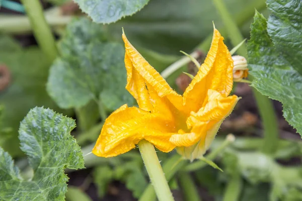 Blüte der Zucchini-Pflanze — Stockfoto