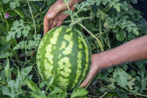 Landwirt pflückt Bio-Wassermelone — Stockfoto