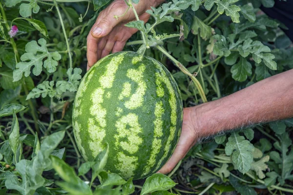 Agricoltore raccolta di anguria biologica — Foto Stock