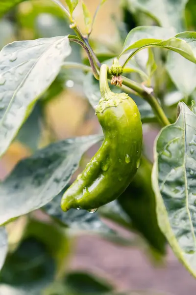 Growing fresh organic green paprika with raindrop 2 — Stock Photo, Image