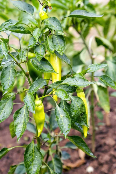 Growing fresh organic green paprikas with raindrops — Stock Photo, Image