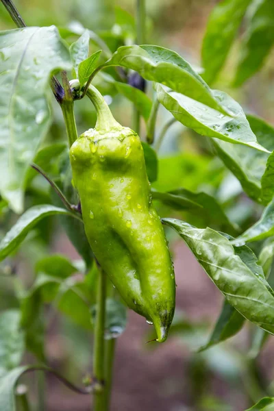 Growing organic green paprika with raindrops — Stock Photo, Image