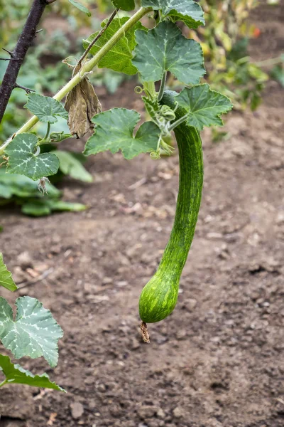 Anbau von Bio-Zucchini hängt — Stockfoto