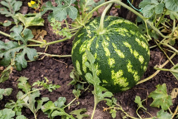 Växande randig ekologisk vattenmelon i trädgården — Stockfoto
