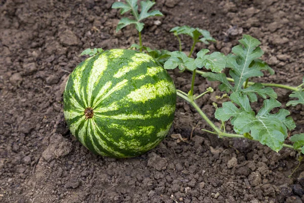 Growing striped watermelon in the garden — Stock Photo, Image