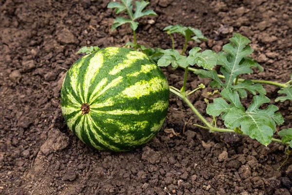Growing striped watermelon in the garden 3 — Stock Photo, Image
