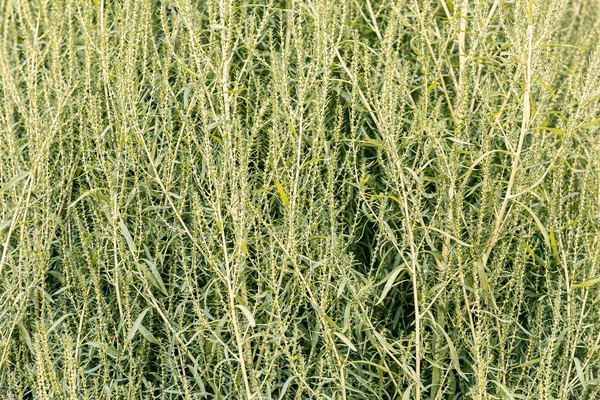 Plant of sorghum for making broom 2 — Stock Photo, Image