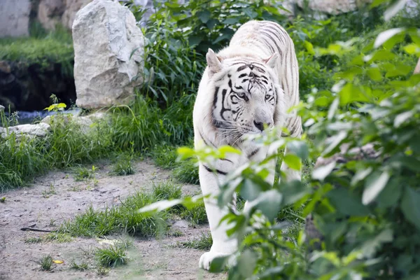 Белый тигр за кустами — стоковое фото