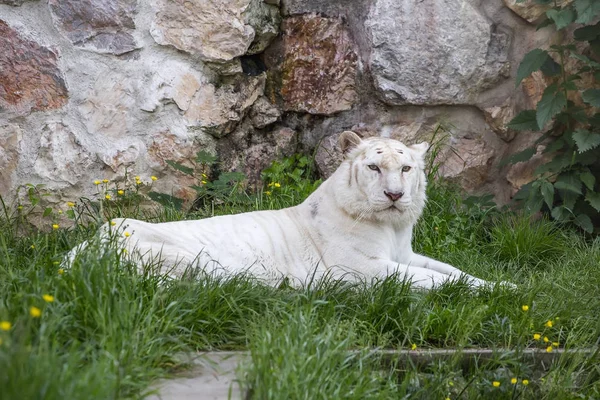 Fekvő fehér tigris — Stock Fotó