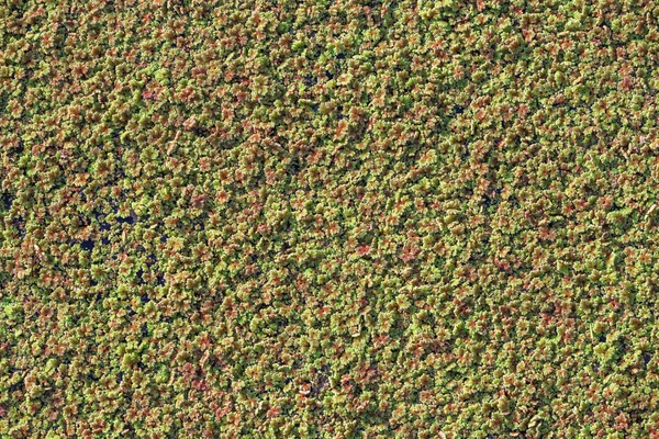 Pond with algal scum, aquatic plant background — Stock Photo, Image