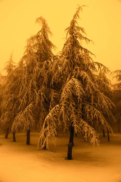 Kış köknar ağacı 2 — Stok fotoğraf