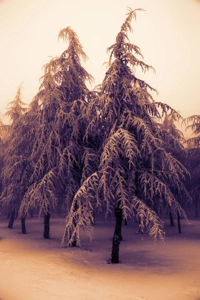 Zima Drzewo jodły 3 — Zdjęcie stockowe