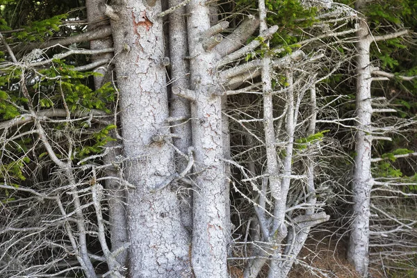 モミの木の背景 2 — ストック写真