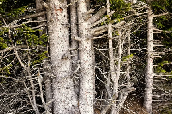 モミの木の背景 — ストック写真