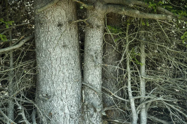 Fir tree natuur achtergrond 3 — Stockfoto