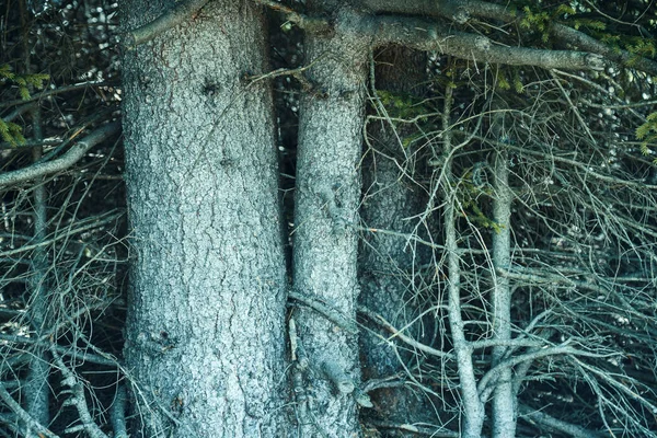 Fir tree přírodní pozadí — Stock fotografie