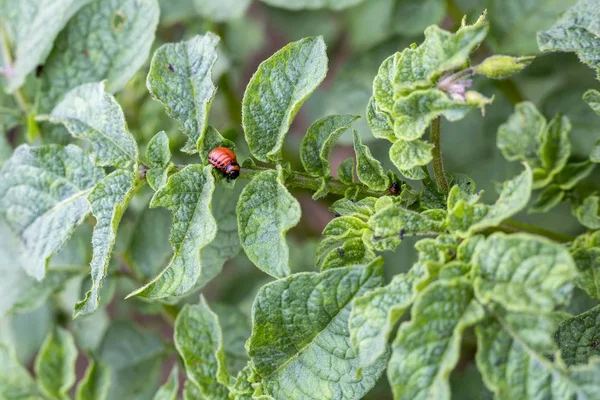 Larva Mandelinka bramborová (leptinotarsa decemlineata) krmení — Stock fotografie